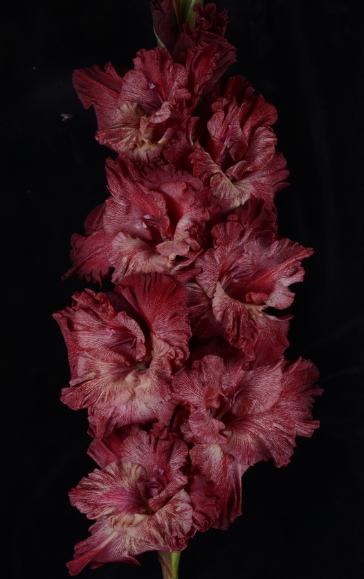 Гладиолус крупноцветковый Гиперпространство